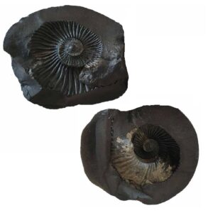 Natural Shaligram ( 1 Inches -2.5 Inches)150Gram to 200 Gram With Lab Report